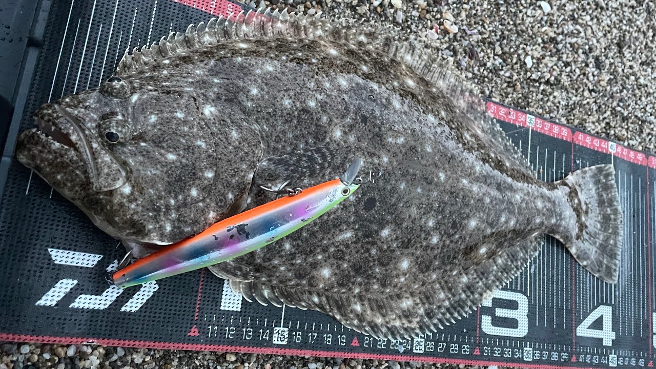 サーフでヒラメ狙いました 2025/12/21