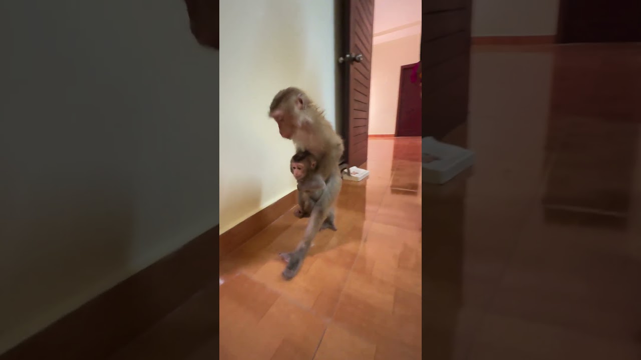 Really Handsome Mrr Jacky it walking carrying Baby Linda into the room