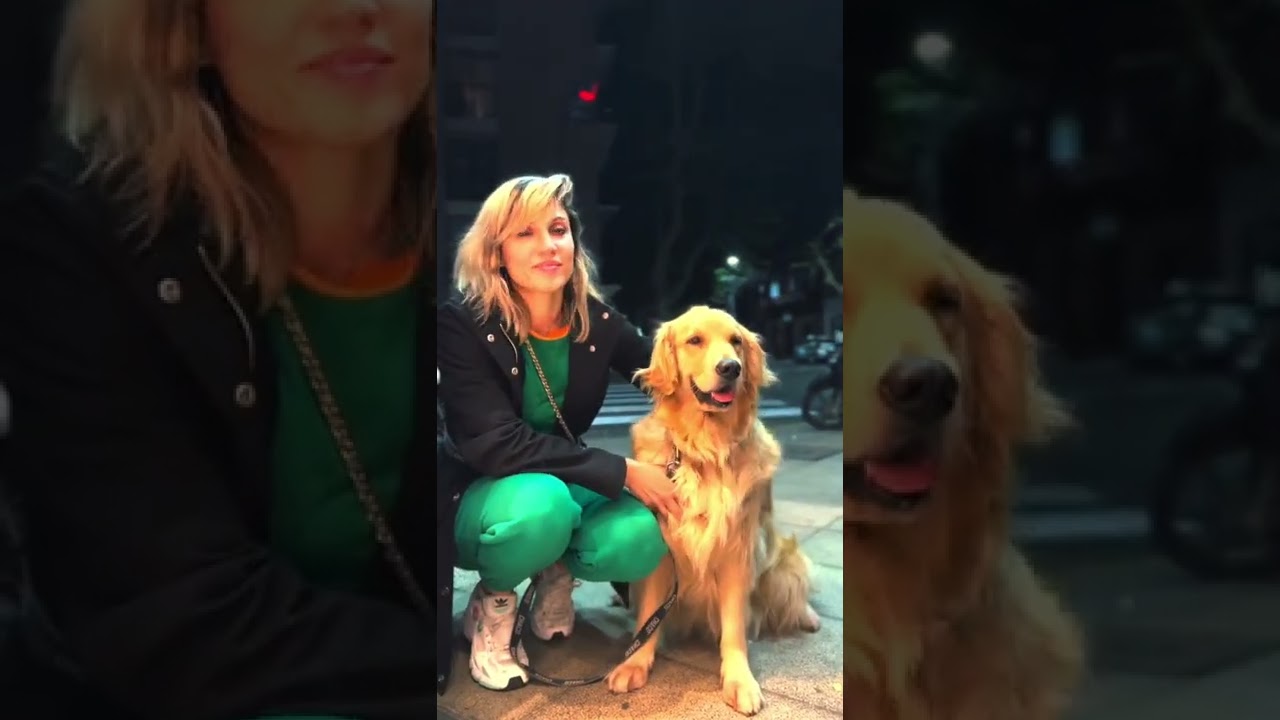 #goldenretriever #entrepreneur