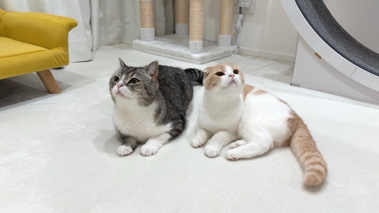 2階でお昼寝してたらキッチンから夕飯の匂いが漂ってきたときの猫の反応がかわいすぎたwww