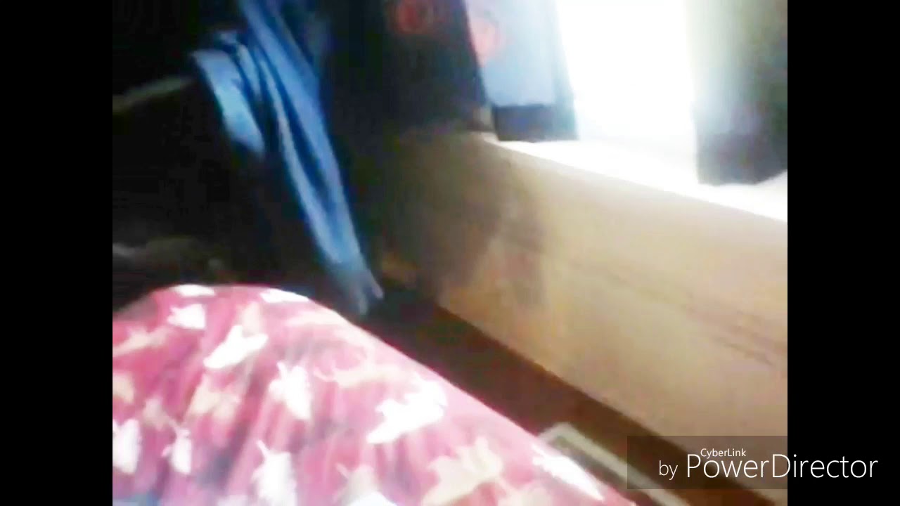 Ferret bounces off a window.