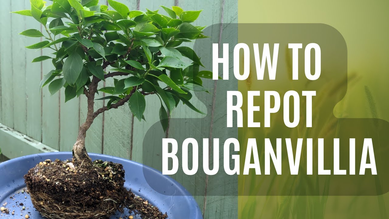 Bougainvillea bonsai repotting #bonsai #pruningtips #gardening