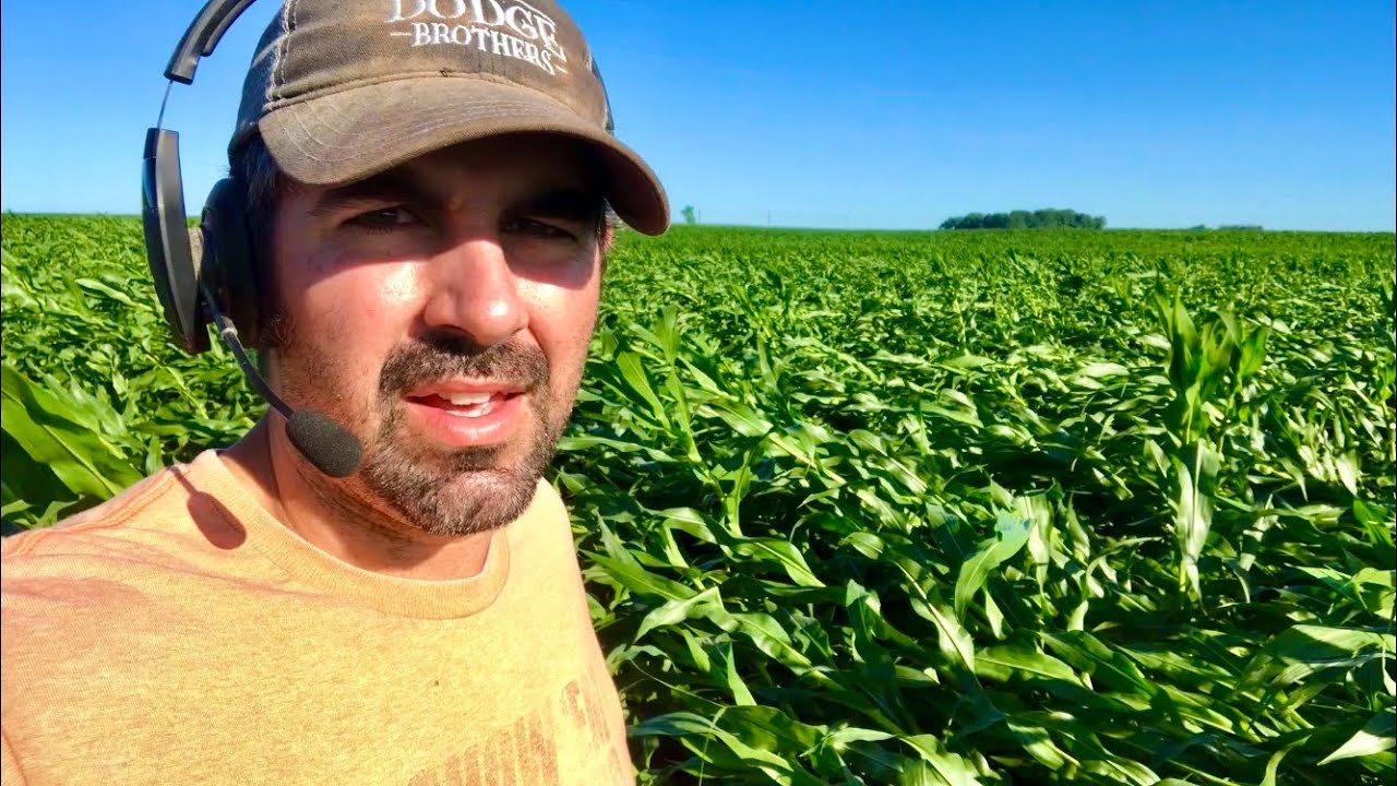 Did the storm destroy our corn?