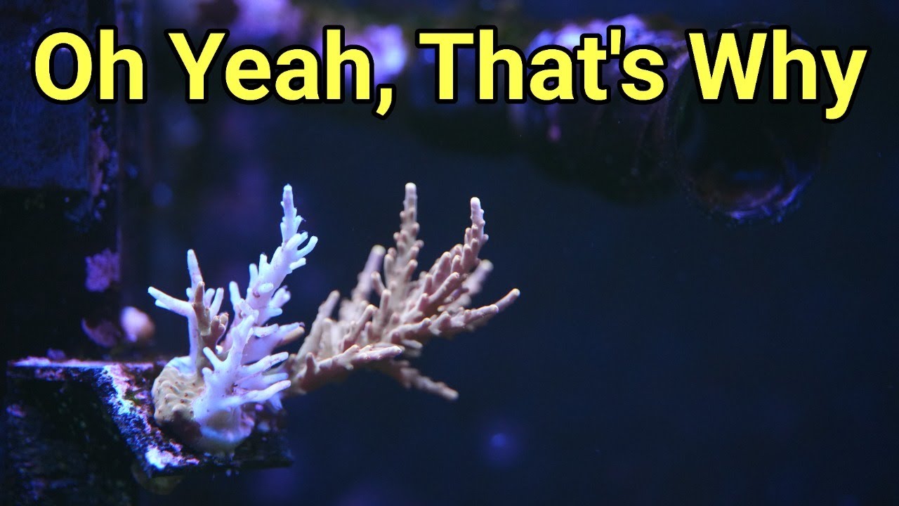 Remind Me Why I Hate Acros? The Prestige Reef Dork Show Ep 119