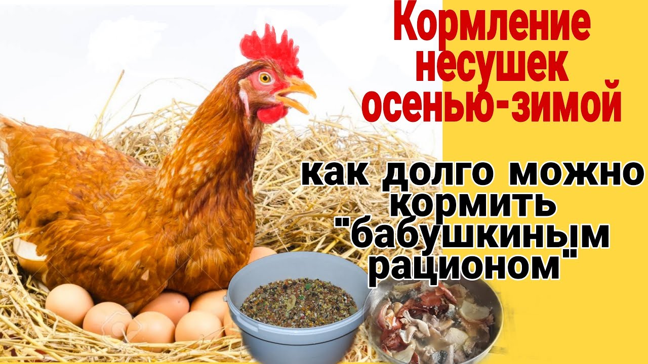 Кормление НЕСУШЕК Осенью-Зимой. Зерносмеси и Мешанки, как они влияют на здоровье и яйценоскость.