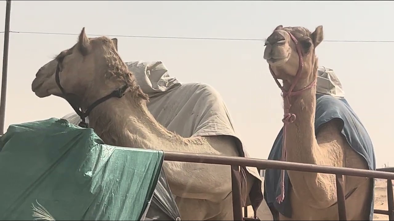 السوق الشعبي الجمعه/الابل🐪