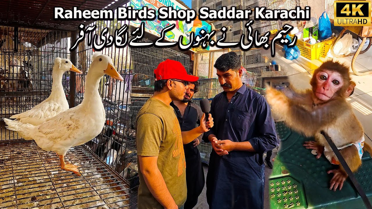 Raheem Birds Shop With Discount Offer at Saddar Birds Market Dec 2025 Karachi