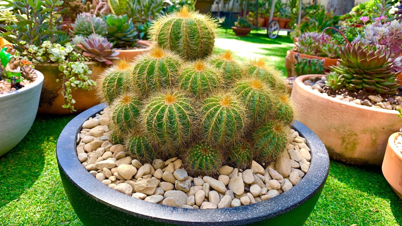 How I Repot Cactus