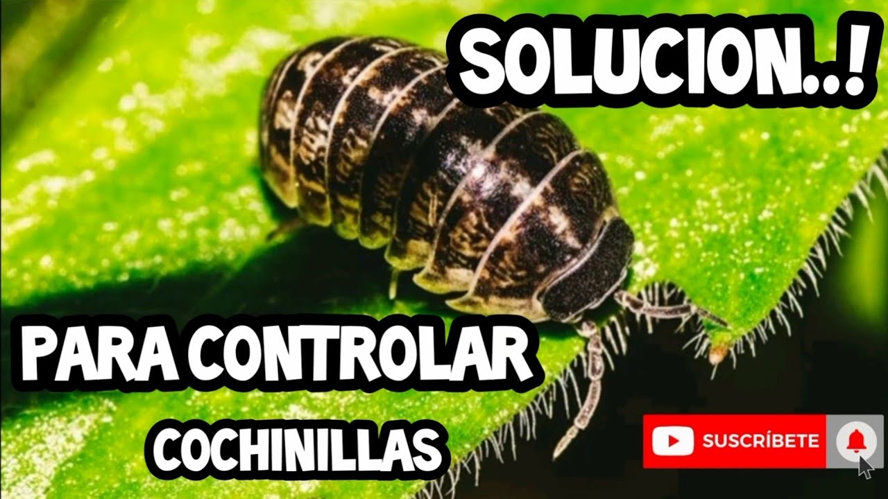 Como controlar la cochinilla en las plantas