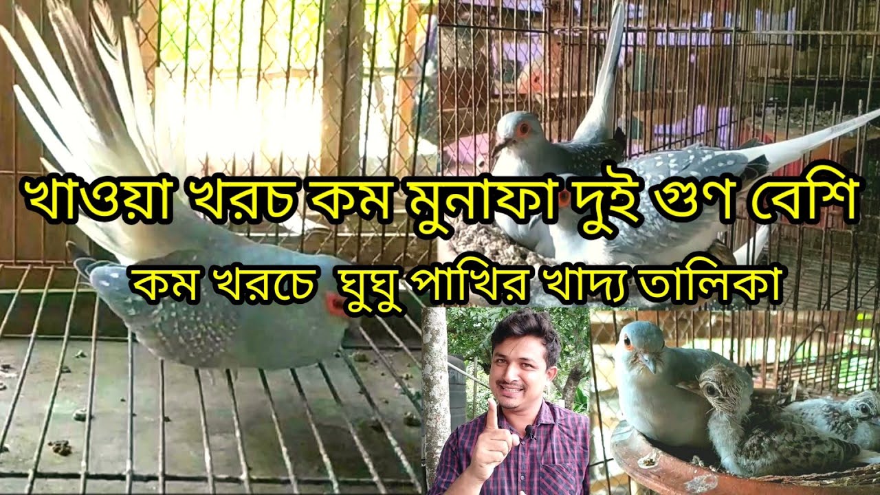 ডায়মন্ড ঘুঘু পাখির খাবার || খরচ কম মুনাফা দুইগুণ বেশি | Diamond dove food chart || Birds of village