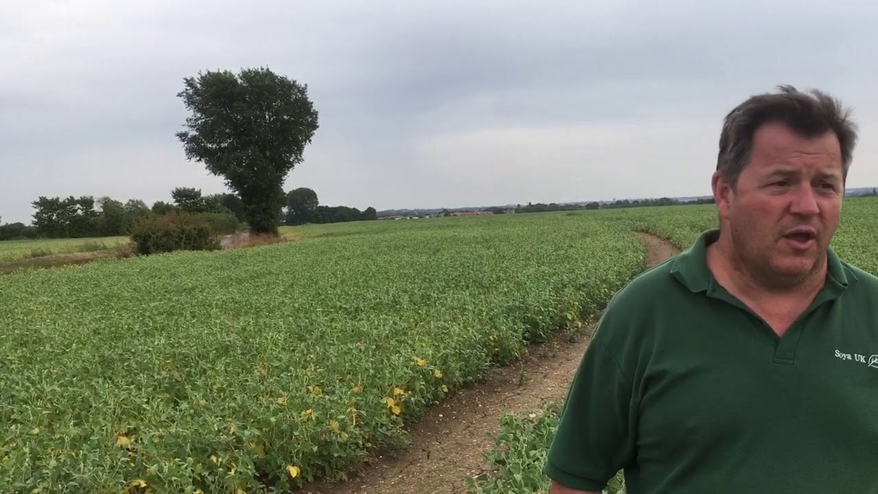 300 acres of Soya in Hertfordshire August 2018