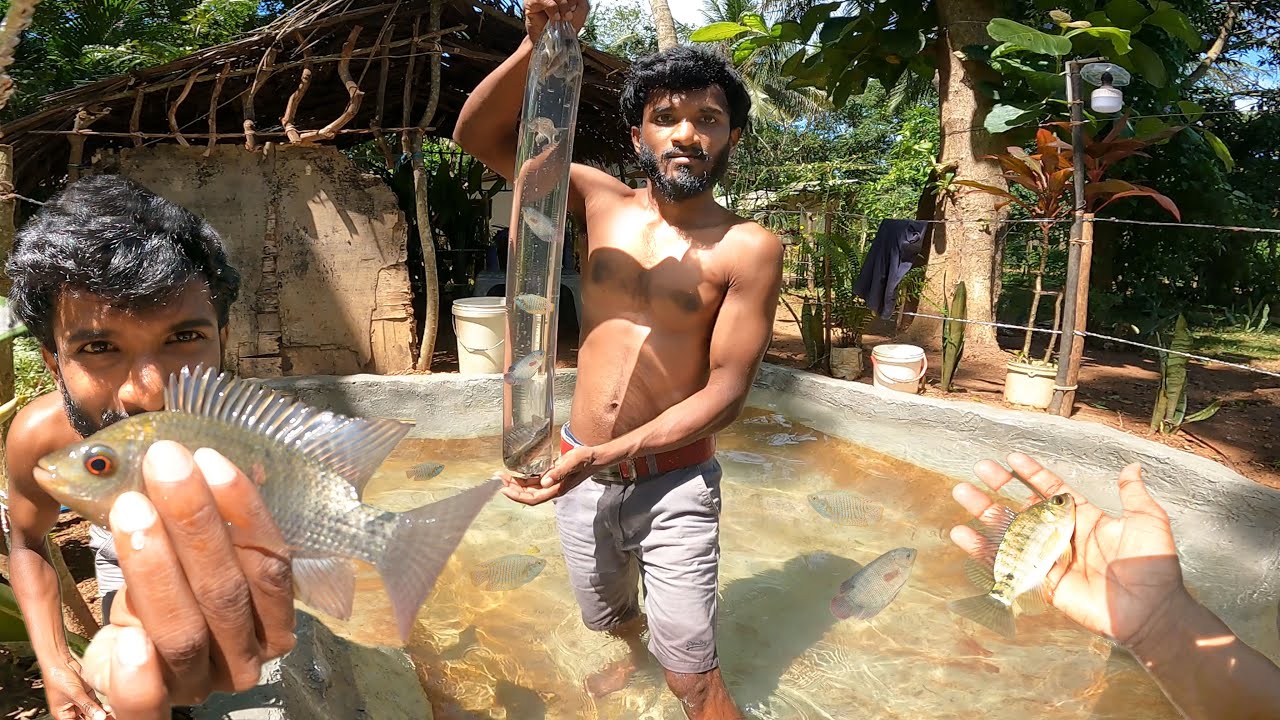 වෙල් මාලු දාල හදපු අලුත් පොකුණ මචං🐟😮 | A new pond made with fish man 🐟 | Jungle Boy