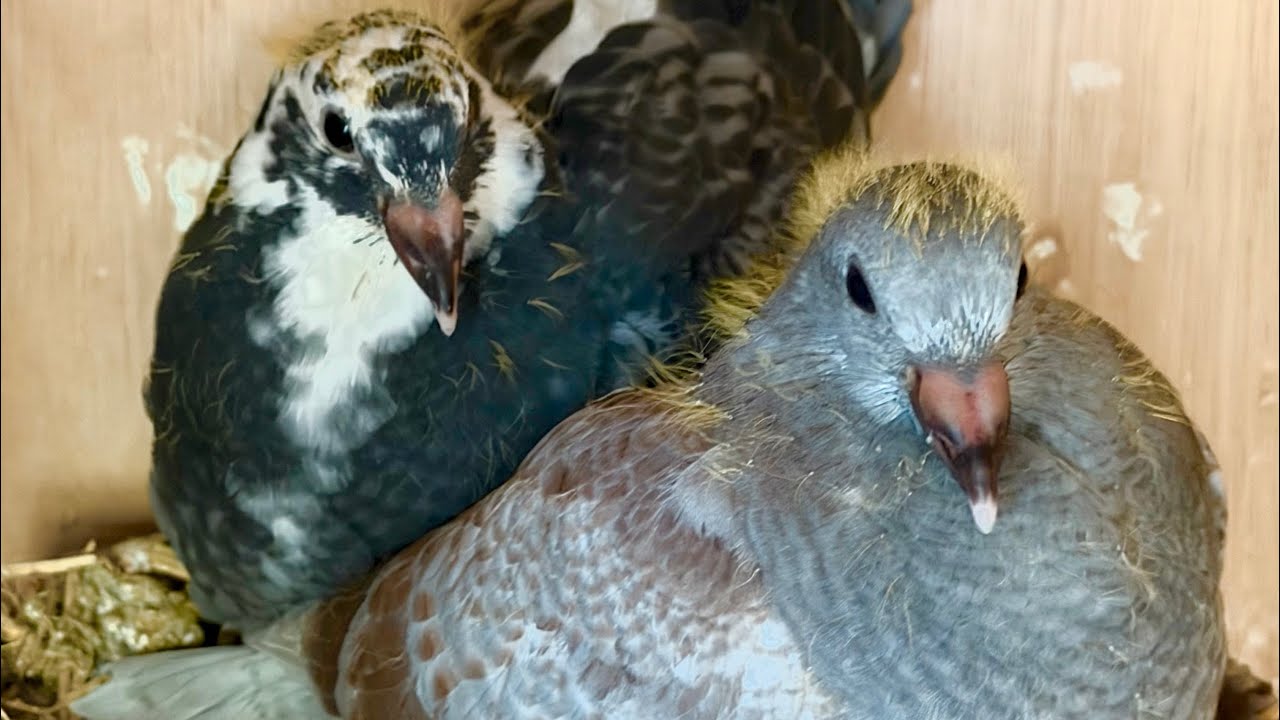 Abandoned Racing Pigeon loft MUST SEE