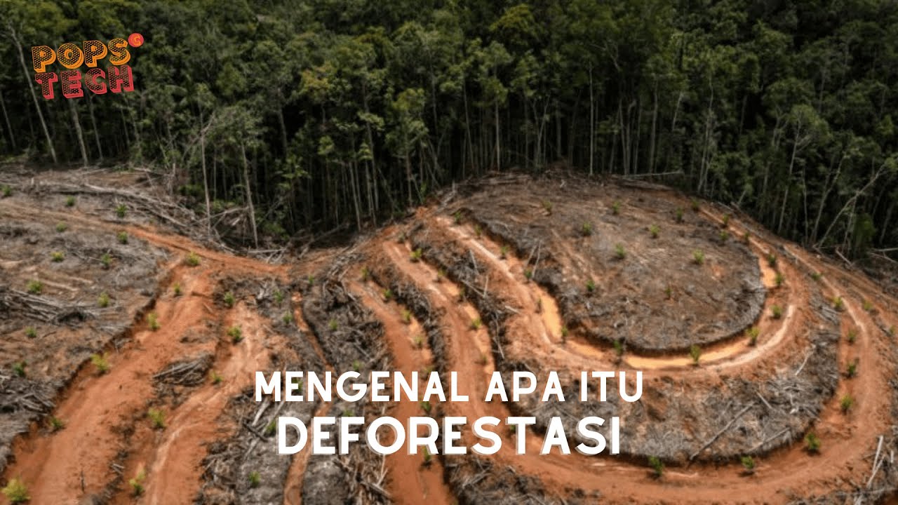 Popsctech : MENGENAL DEFORESTASI ( Pengertian, Penyebab, Dampak dan Cara Pencegahan) #13
