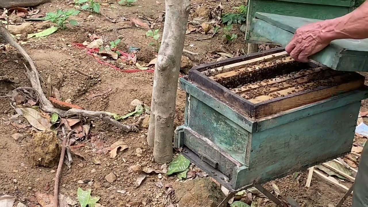 Xử lý đàn ong chia đàn!
