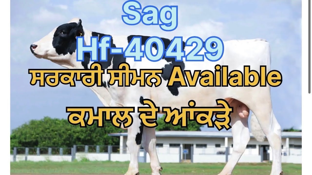 Sag hf-40429 ਸਰਕਾਰੀ ਸੀਮਨ ਮਿਲਨਾ ਸੁਰੂ ਦੇਖੋ ਪੂਰੇ ਆਂਕੜੇ