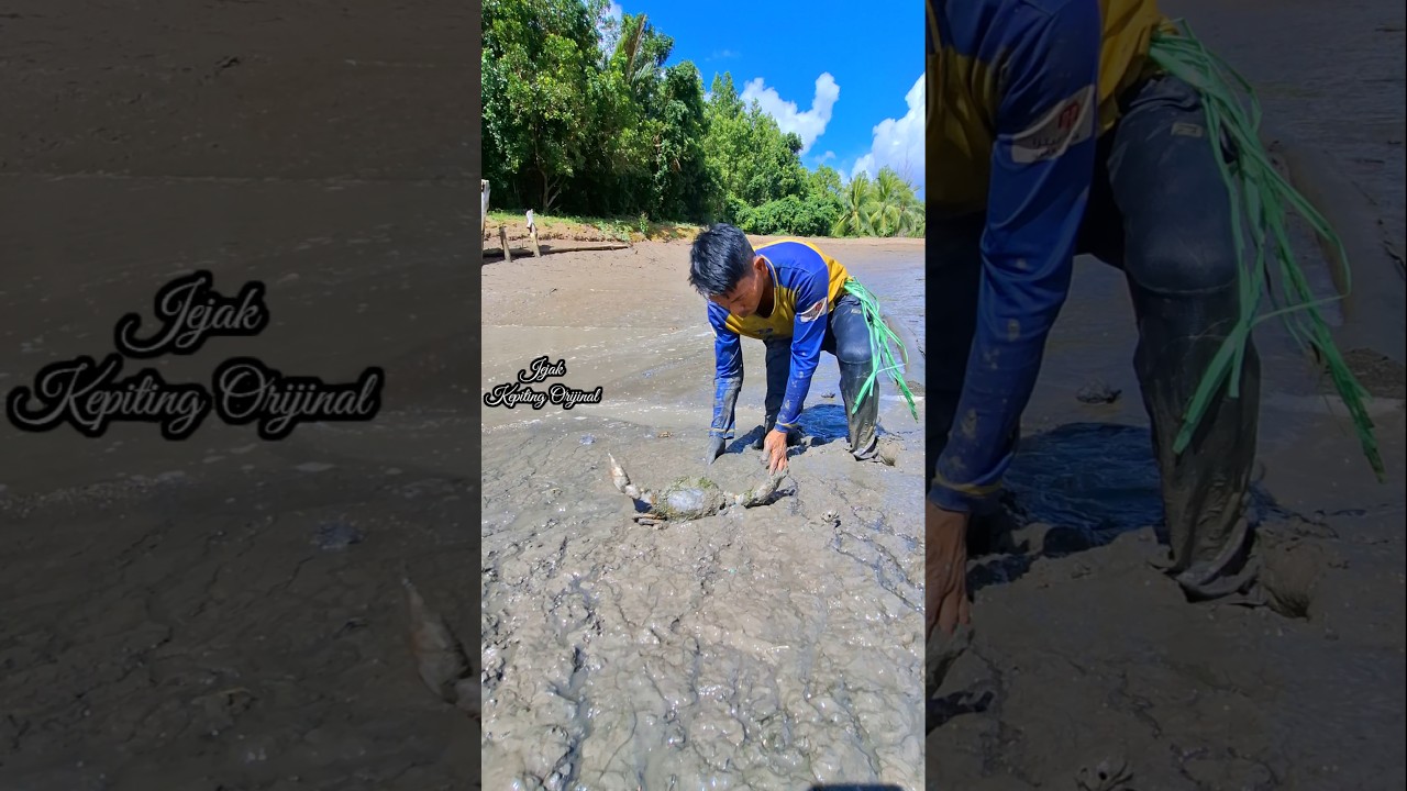 mencari kepiting raksasa di dalam lumpur