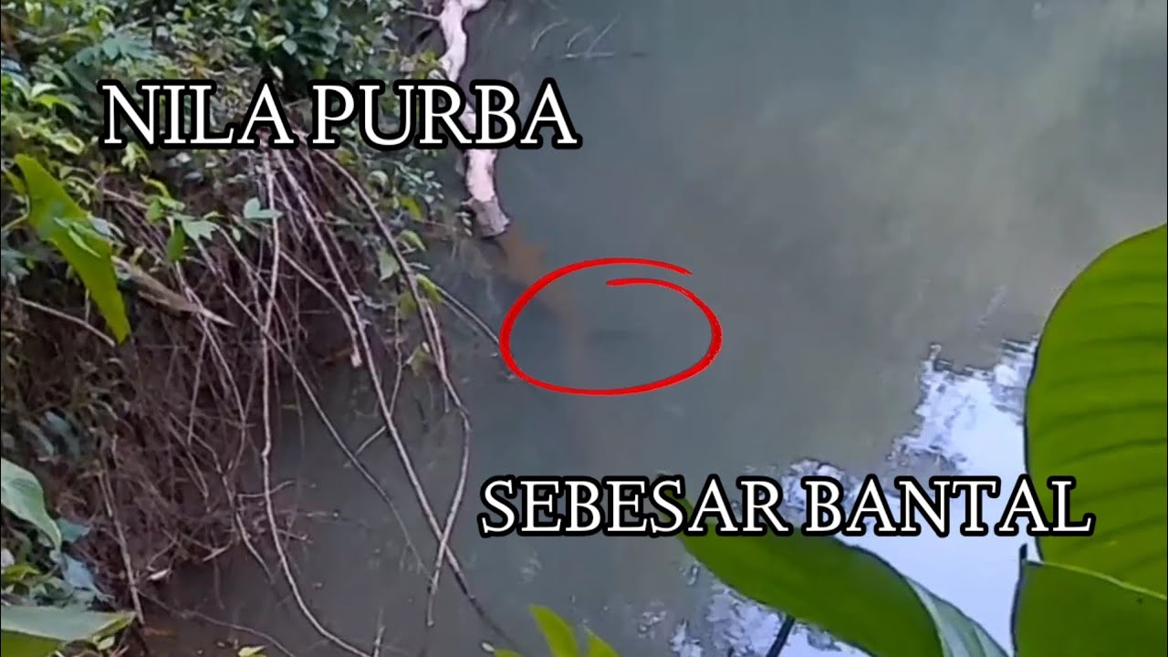 TIDA TERJAMAH PEMASER!! SPOT TENGAH HUTAN BERISI NILA MONSTER😱