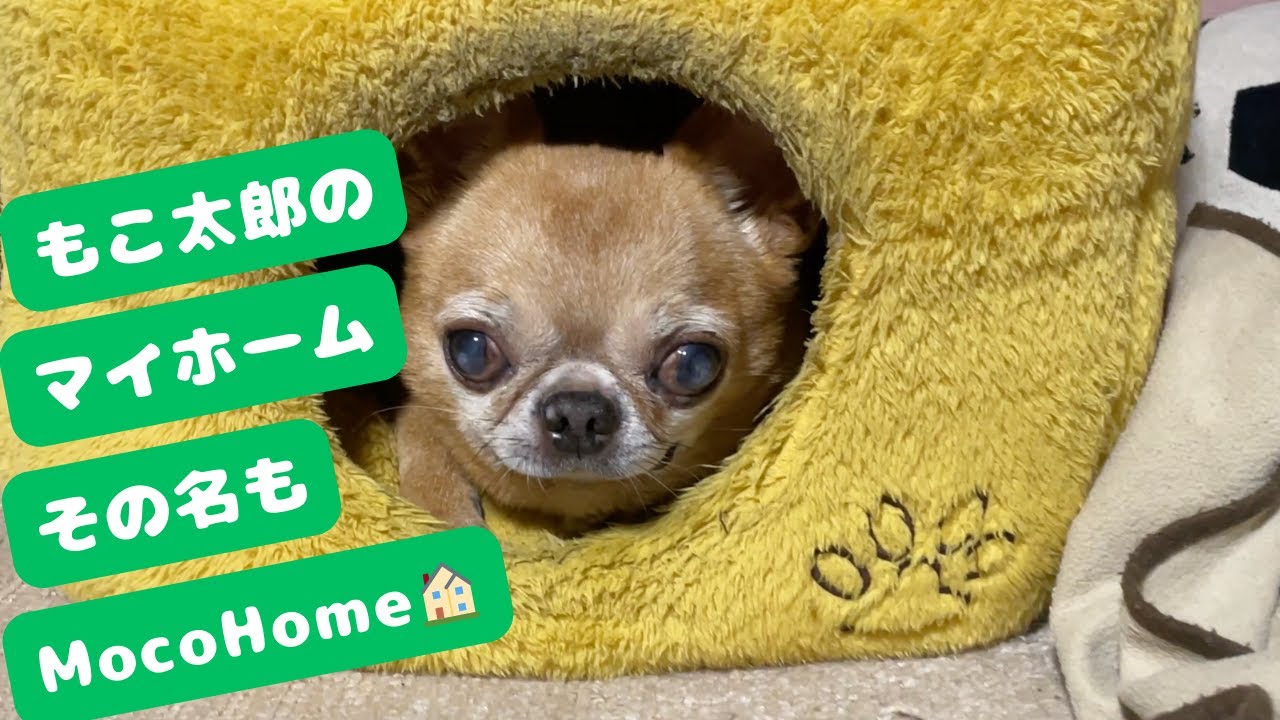 [もこ太郎mocotaro] - もこ太郎のマイホーム／その名も「 MocoHome」