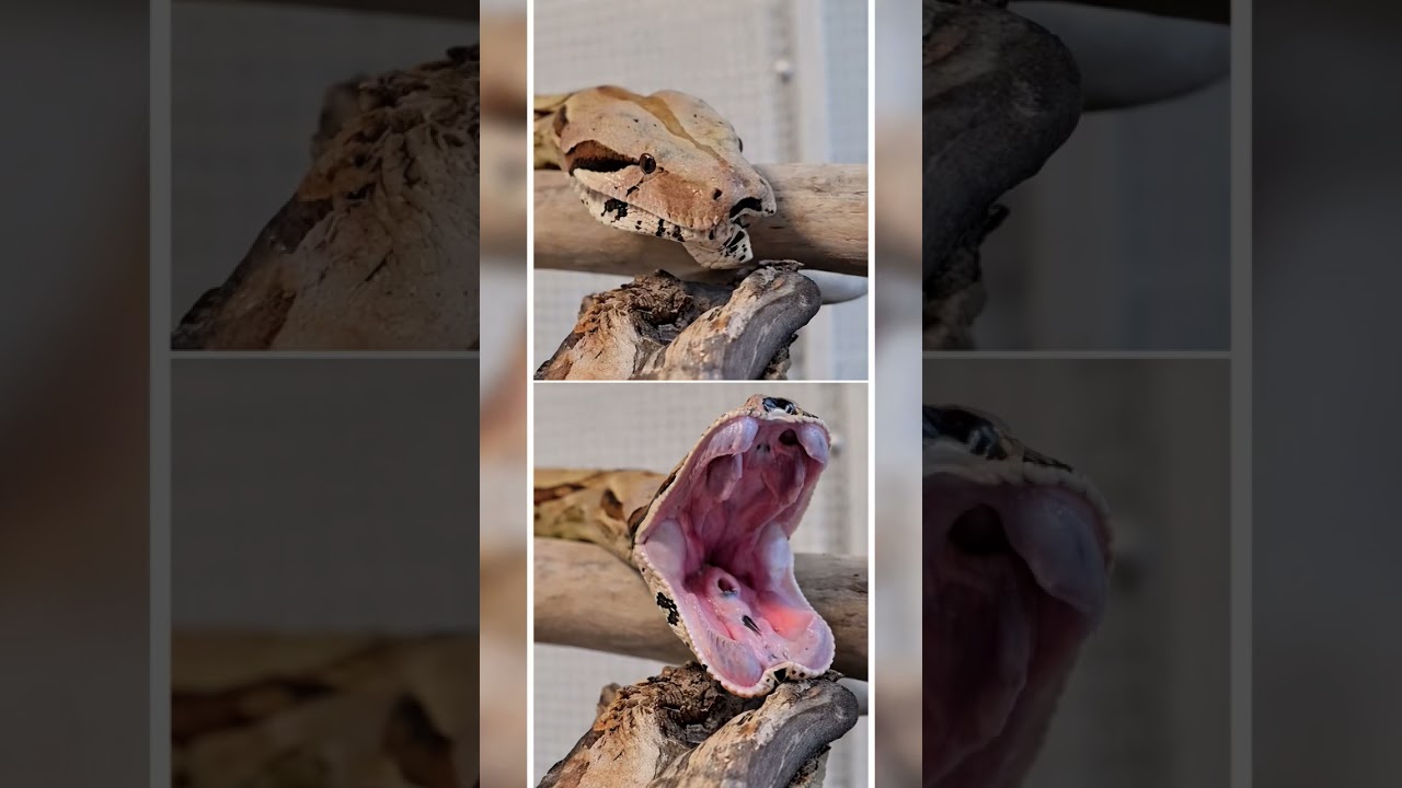 You Won't Believe What Happens When a Snake Yawns