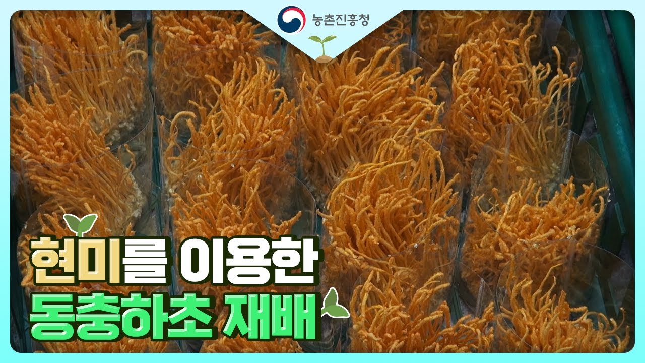 [농업기술동영상] 현미를 이용한 동충하초 재배