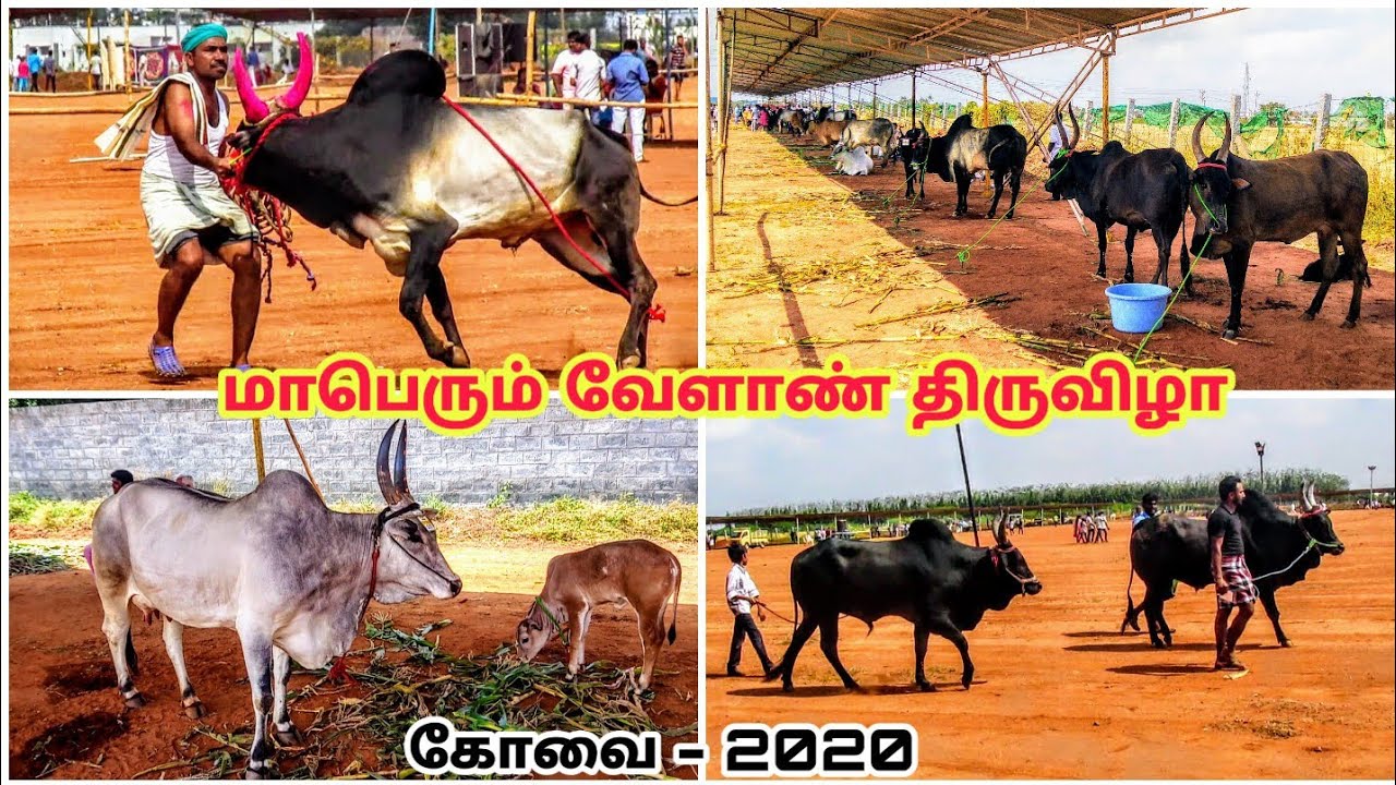 பிரம்மாண்டமான நாட்டு மாடுகள், காளைகள் திருவிழா - கோவை 2020 | Huge Cows and Bulls Exhibition Kovai