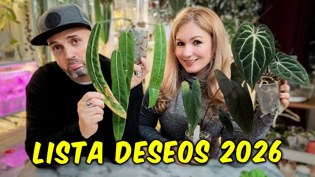 Confesiones Secretas y Trasplante de Anthurium + Lista de Deseos 2026 🌿🔥