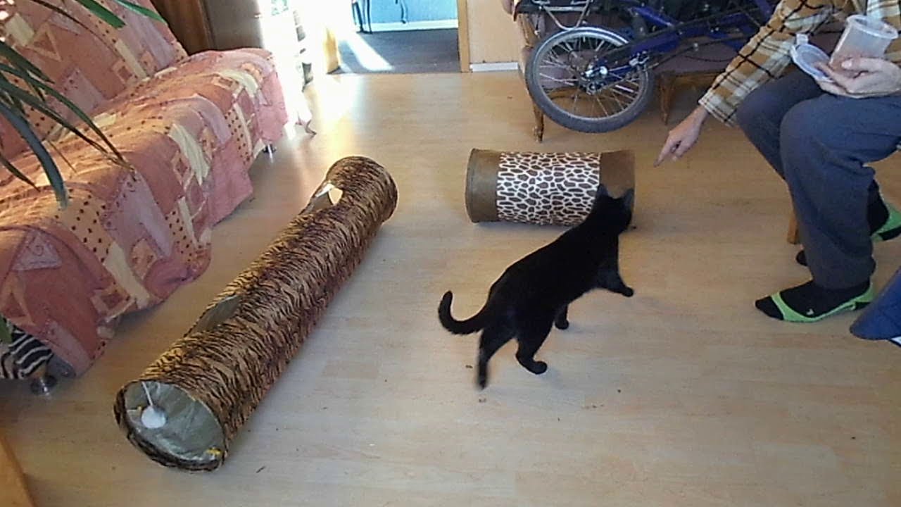 Katzenschule Teil1