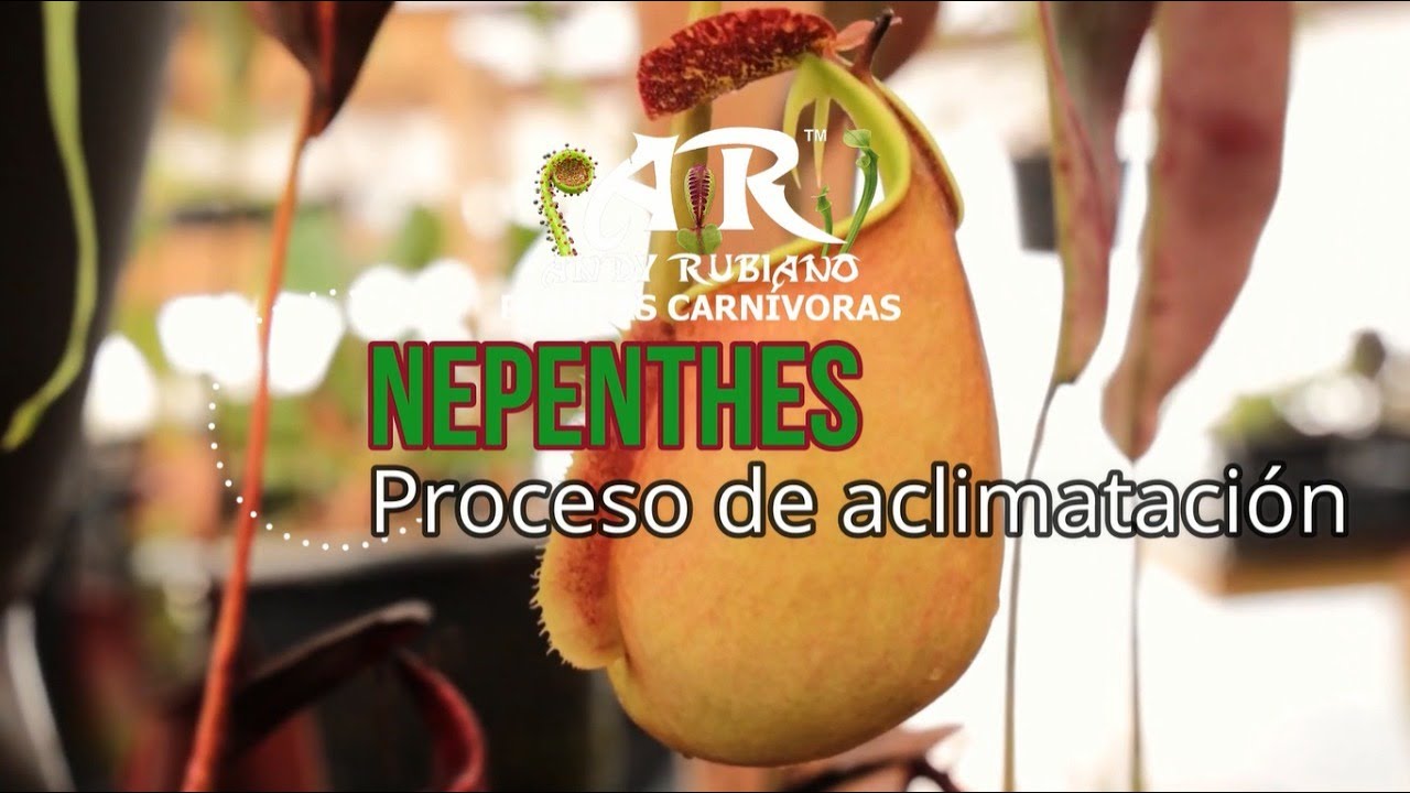 ¿Cómo aclimatar Nepenthes? | Andy Rubiano™