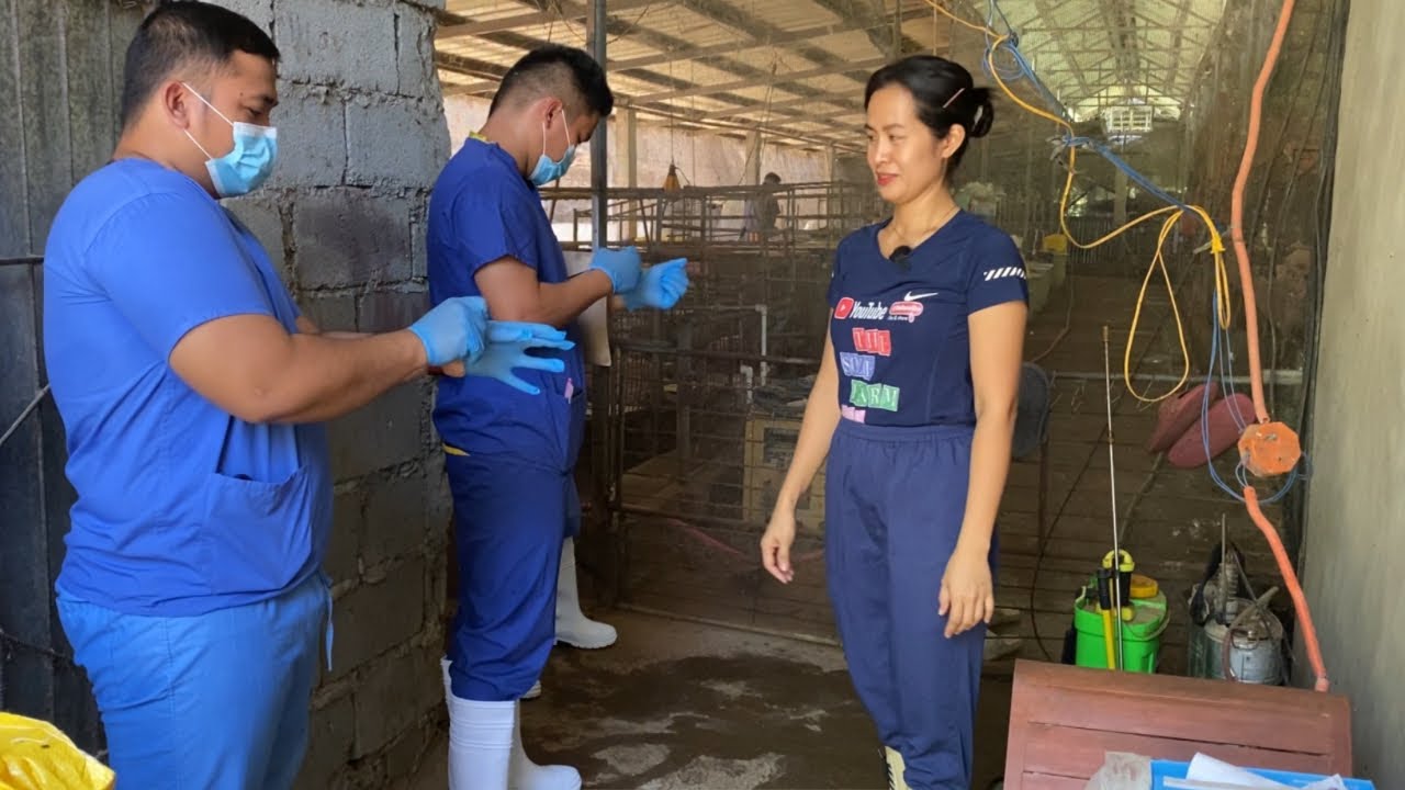 Panuorin mo ito kung May alaga kang BABOY, Kambing at Baka para Hindi ka MALUGI