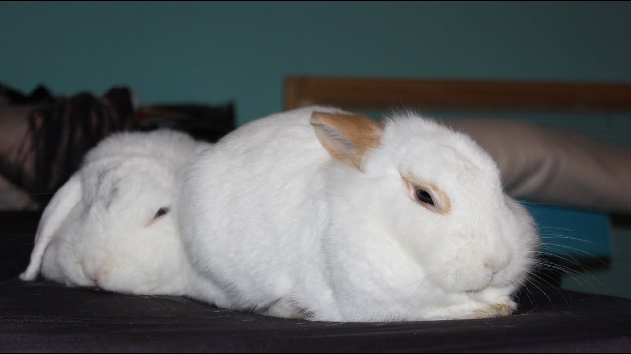 🐰 So halte ich MEINE KANINCHEN 🐰 Haltung ohne Käfig, Stubenreinheit, richtige Ernährung