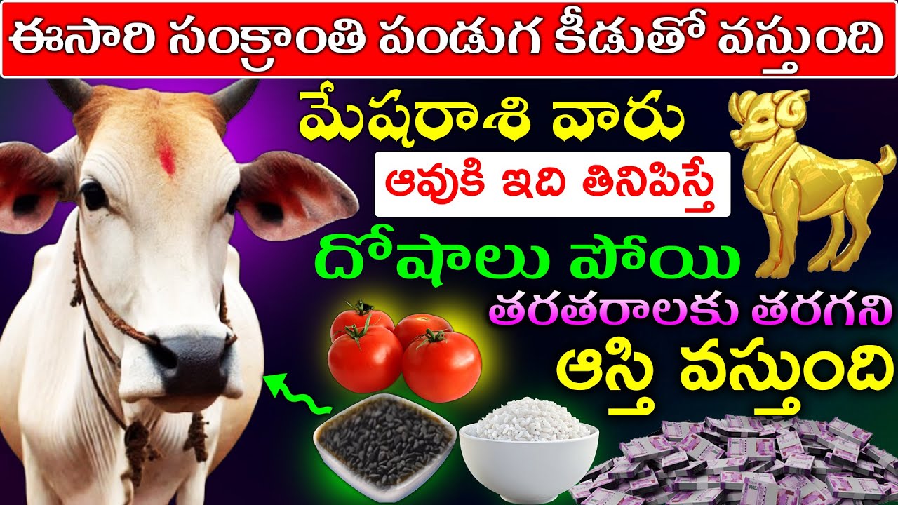ఈసారి సంక్రాంతి పండుగ కీడుతో వస్తుంది మేషరాశి వారు ఆవుకి ఇది తినిపిస్తే దోషాలు పోయి తరతరాలకు తరగని