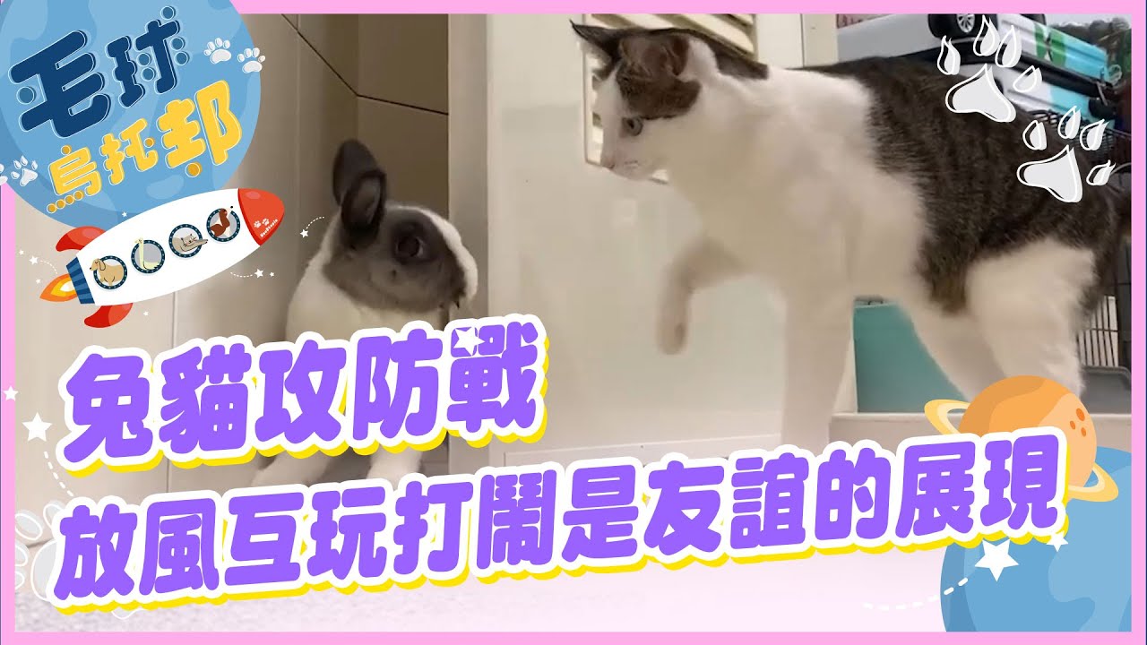 【毛球烏托邦】兔貓攻防戰 放風互玩打鬧是友誼的展現 @HurryClick