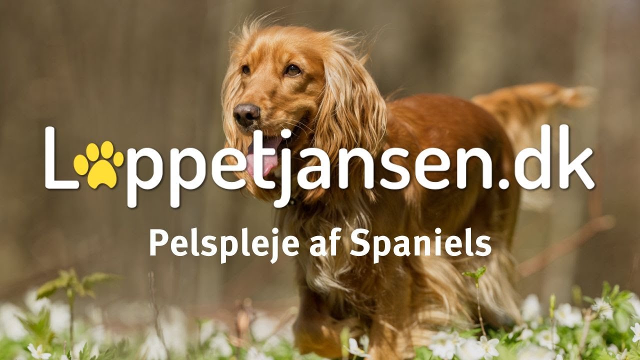 Pelspleje af Spaniels