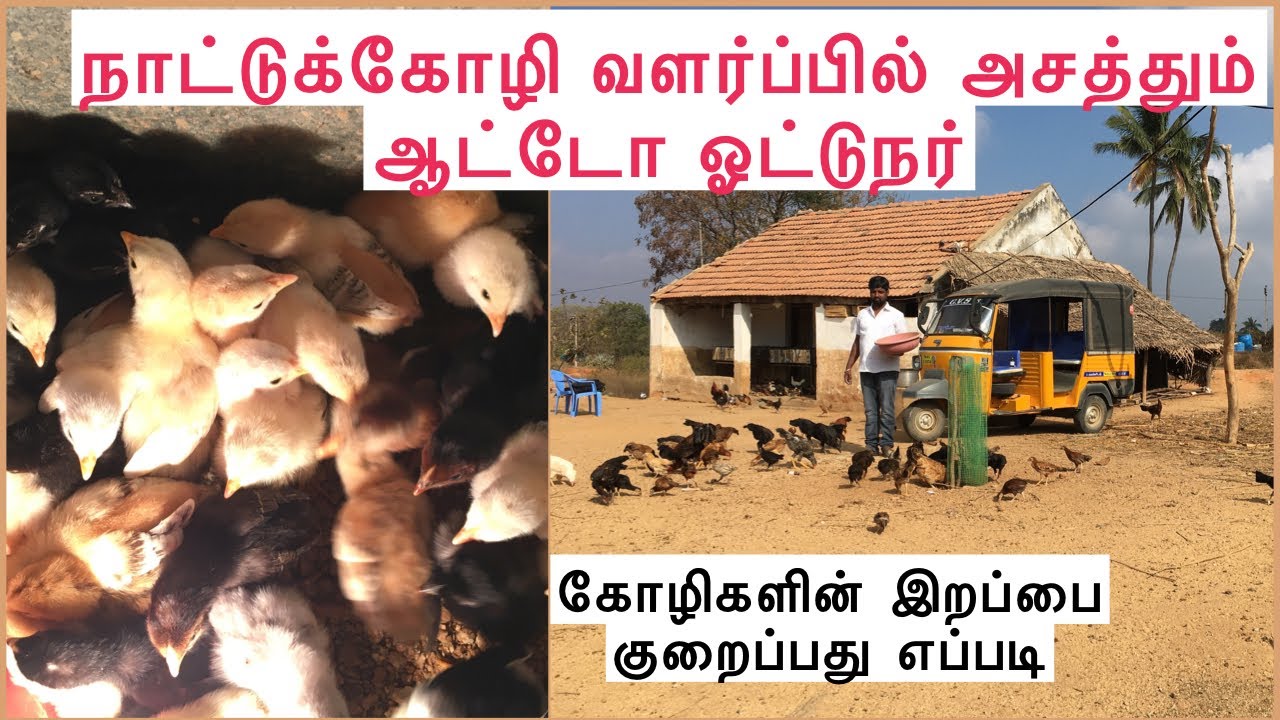 நாட்டுக்கோழி வளர்ப்பில் அசத்தும் ஆட்டோ ஓட்டுநர் | GVS ரியல் நாட்டுக்கோழி பண்ணை
