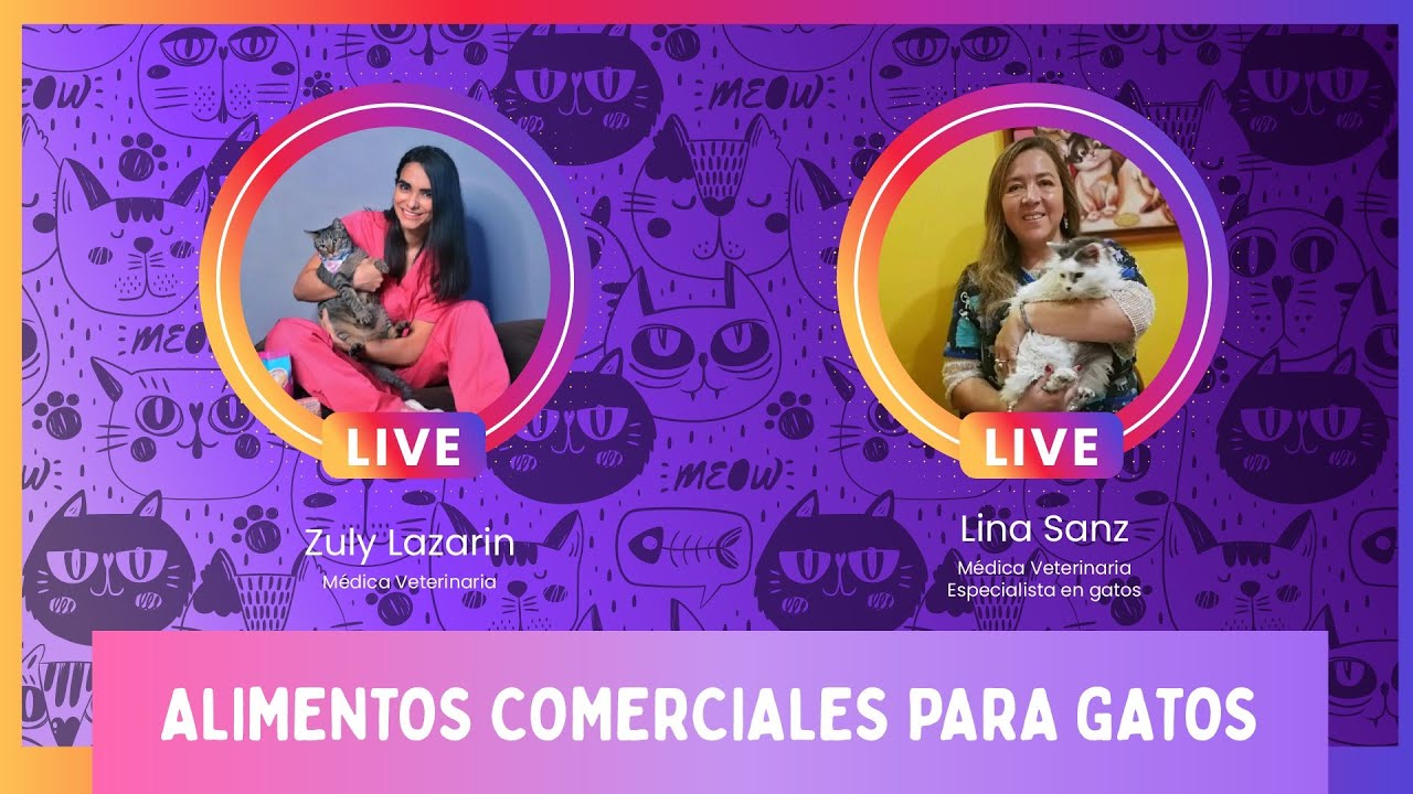 Veterinaria especialista en gatos habla sobre alimentos comerciales