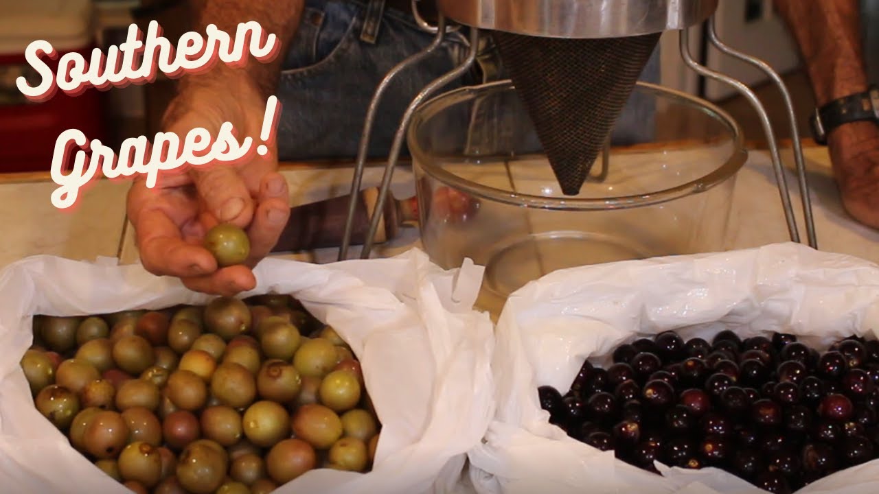 Our BEST Harvest!  | Muscadines and Scuppernongs | Southern GRAPES