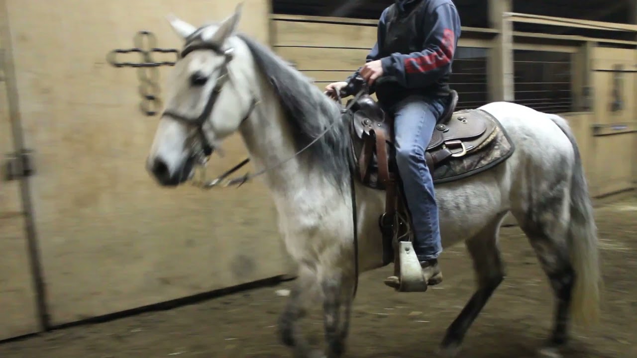 Midnight Burn Very Classy Grey Gaited horse at McNatt Farms