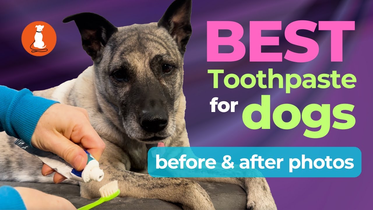 Best Dog Toothpaste: I Tested Them So You Don’t Have To!