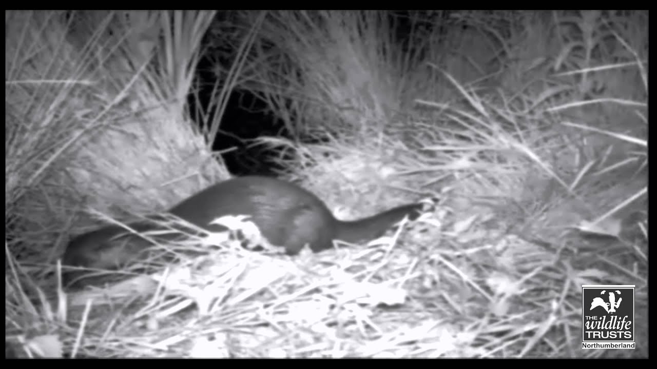 Northumberland Wildlife Trust Adopt an Animal