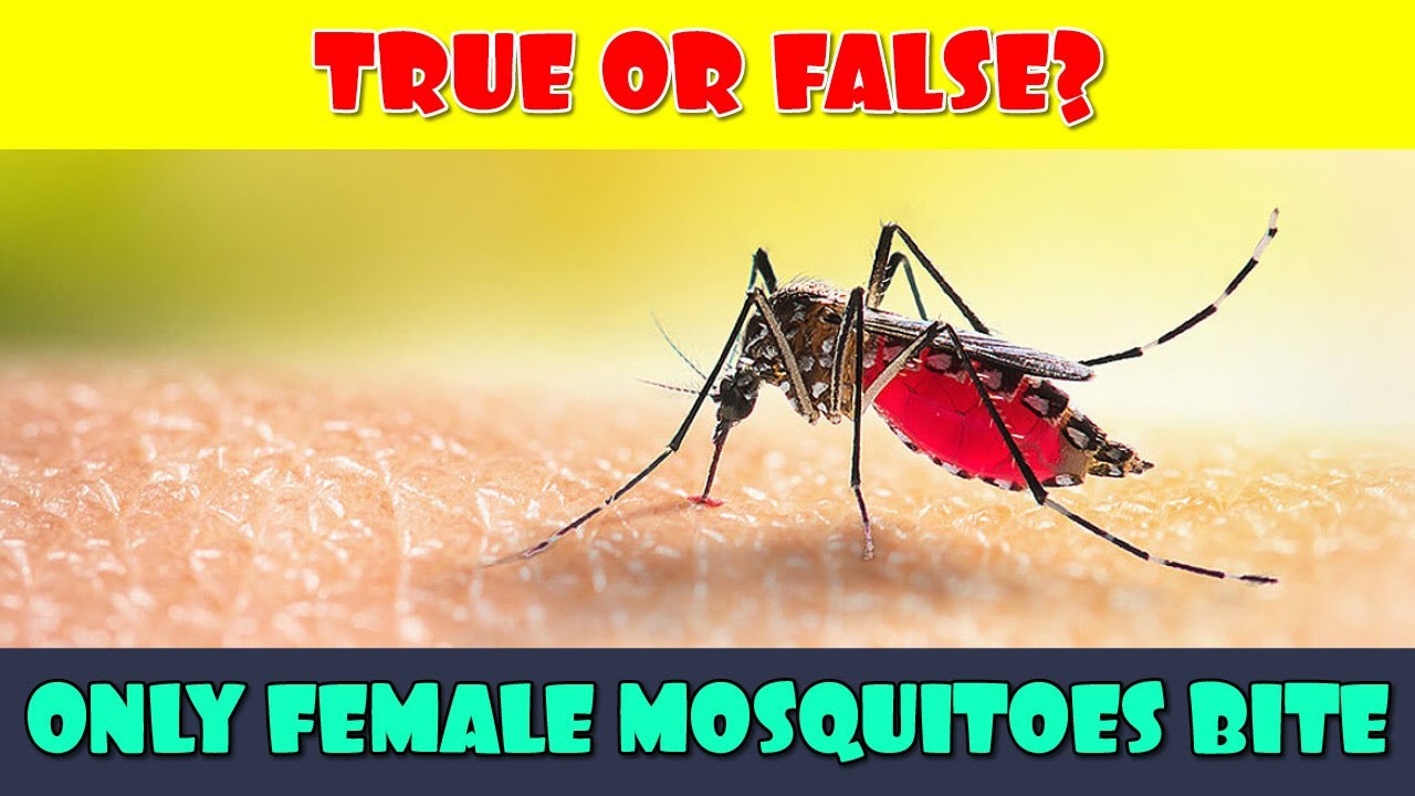 True OR False Quiz