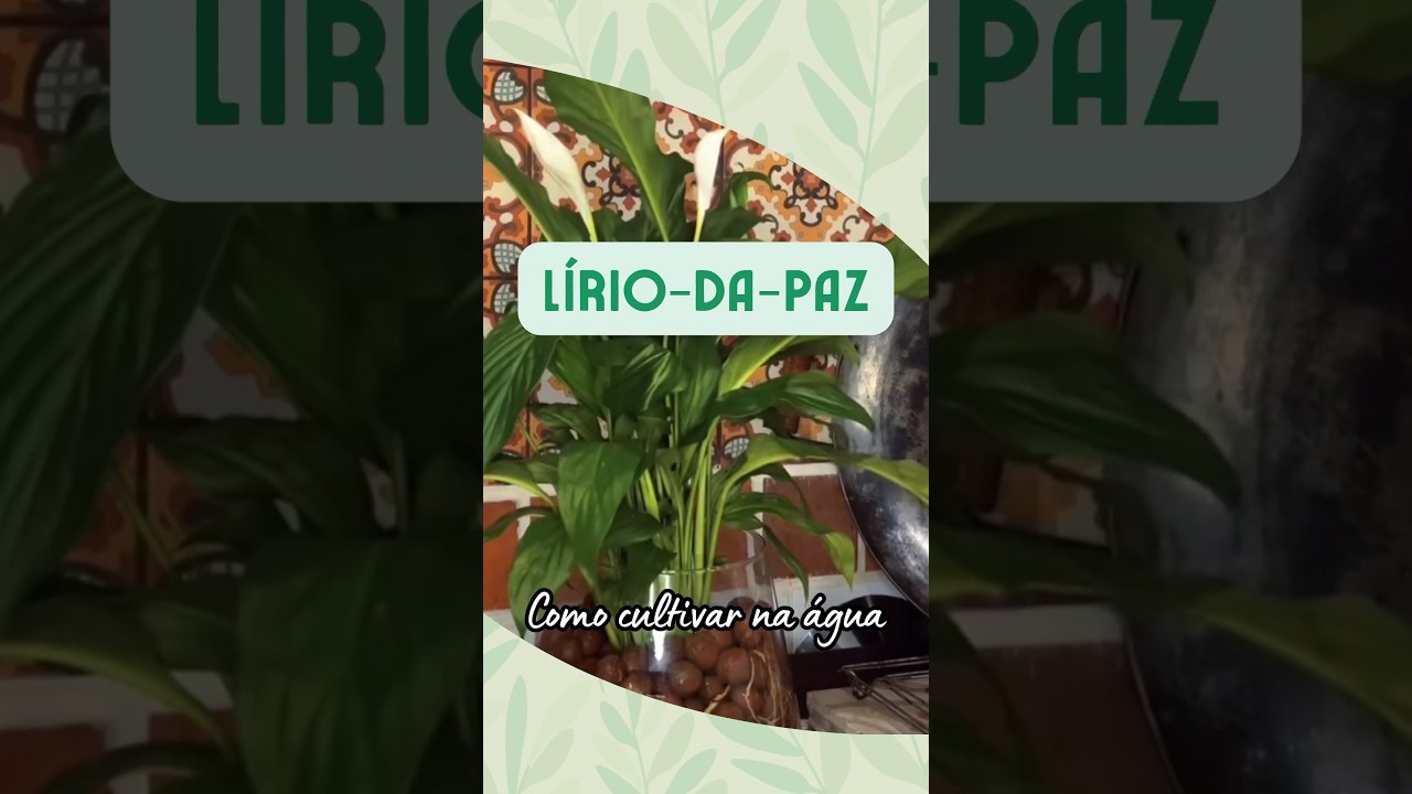 L&Iacute;RIO-DA-PAZ: cultivo na &aacute;gua! 💚