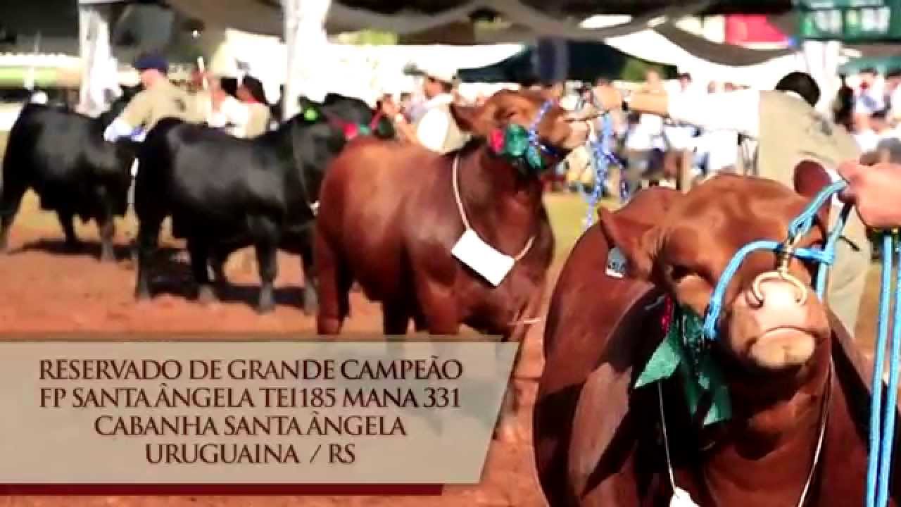 ANGUS TV ESPECIAL EXPOINTER  - PARTE 02
