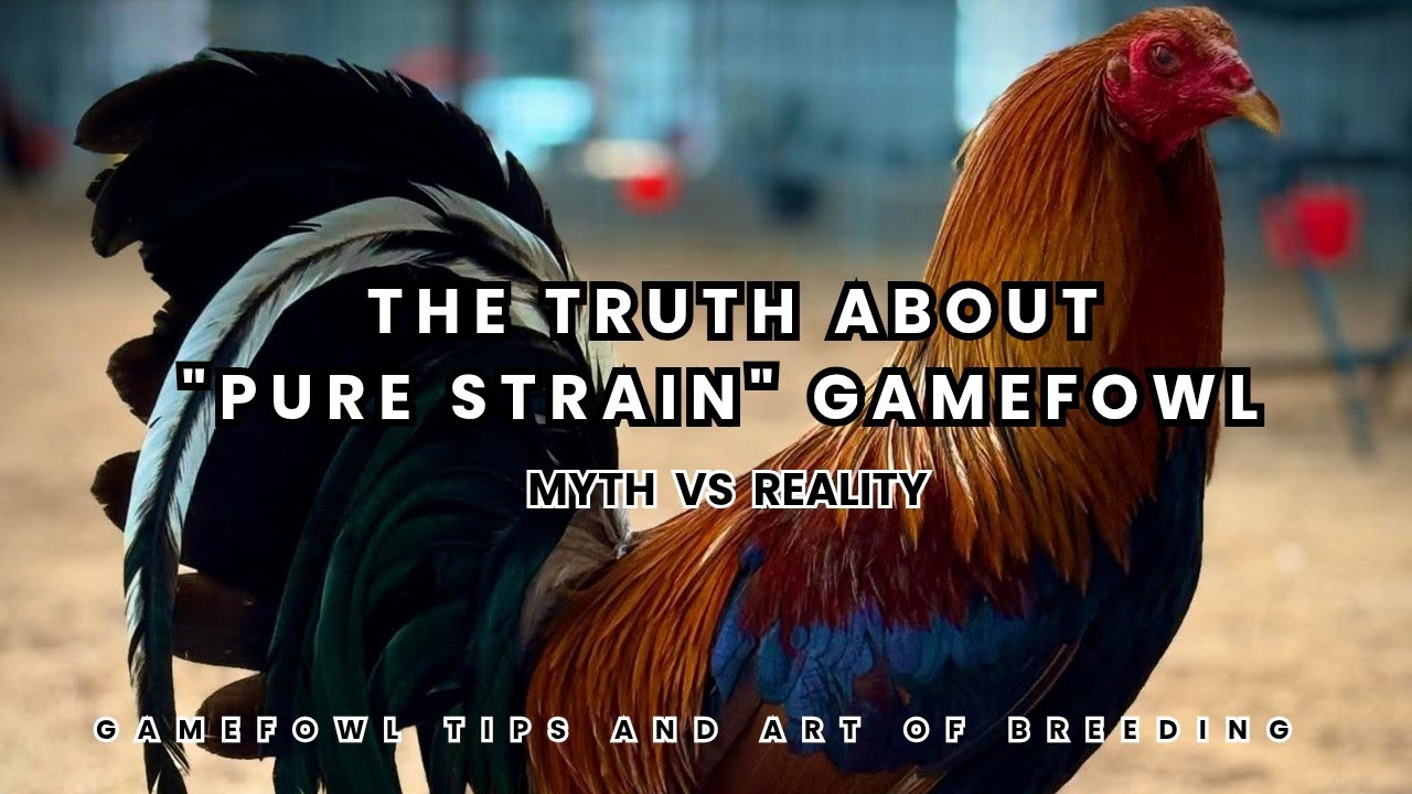 The Truth About “Pure Strain” Gamefowl | Myth vs. Reality