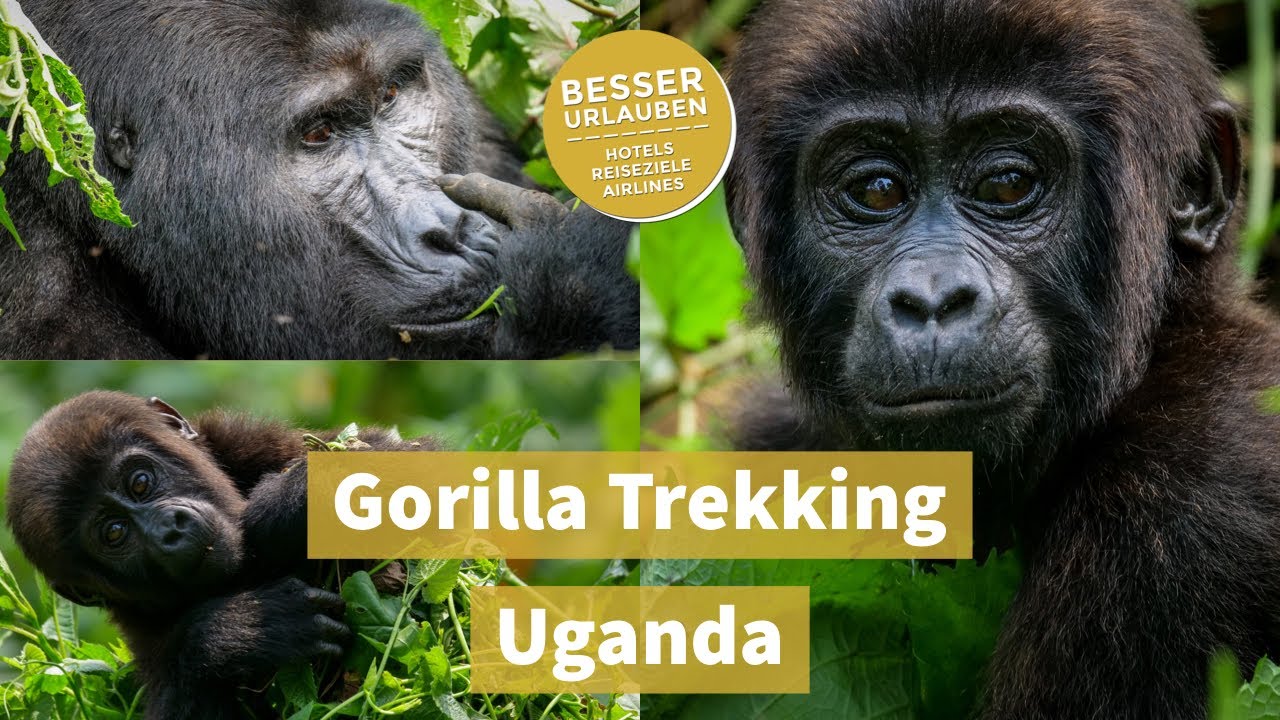 Gorilla Trekking im Bwindi Nationalpark Uganda - Road Trip - Urlaub 2021
