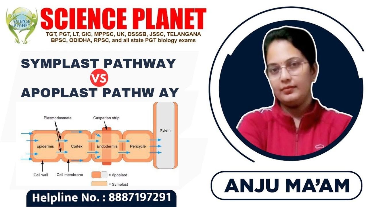 SYMPLAST PATHWAY & APOPLAST PATHWAY II PLANT TRANSPORT II BY ANJU MAM