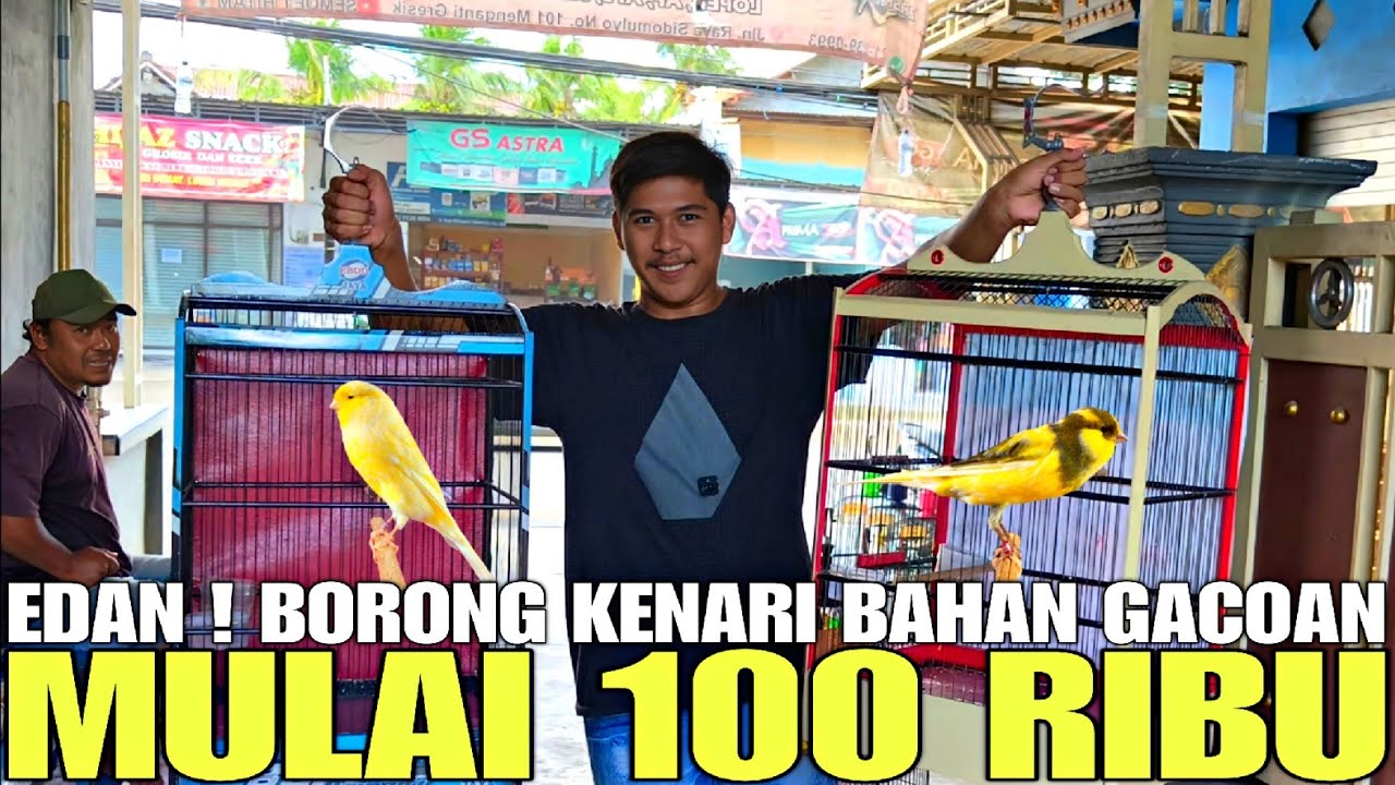 BIKIN SYOK ! CUMA KIOS KECIL STOK KENARI NYA LUAR BIASA MEWAH DARI LOPER SAMPAI YSL SEMUA GACOR DOR