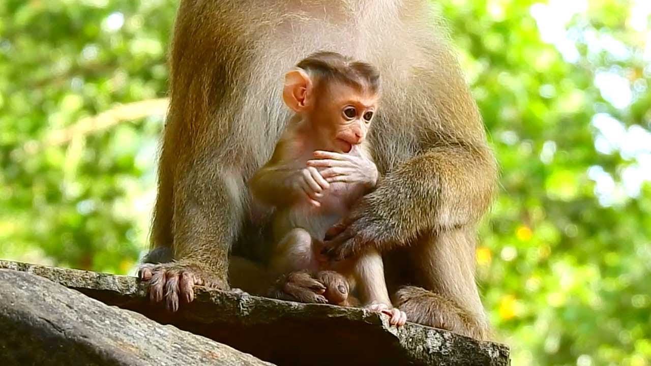 Monkey Rina and Rose Enjoy a Peaceful Time Together