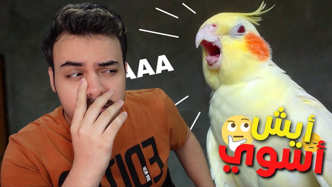 ليش ببغائي الأليف يخاف من كل شيء ؟ الإجابة بالتفصيل