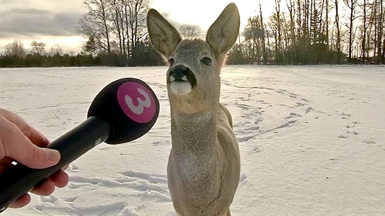 Best Animals News Bloopers Of The Decade 🤪 Funny Animal Videos 2025
